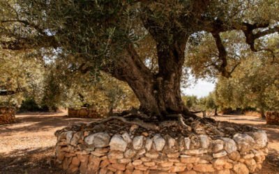 Las valonas de piedra seca para proteger los olivos, reconocidas por la FAO
