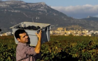 Eurodiputados socialistas y populares se oponen a la división de la DOCa Rioja