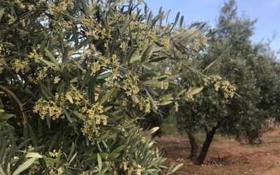 La CE concede a la UJA una acción de investigación “Marie Curie” sobre la Xylella fastidiosa