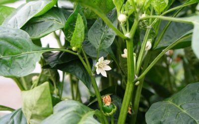 Marco regulatorio y mercado de los productos bioestimulantes en España