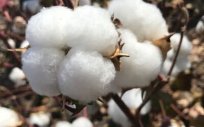 Establecido el importe definitivo del pago específico de la PAC 2020 al cultivo del algodón