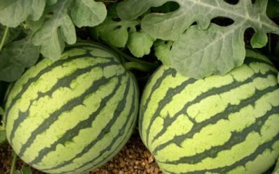 Denuncian la pésima situación del melón y la sandía en los mercados europeos