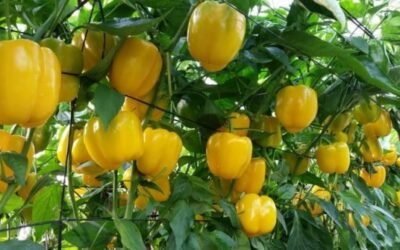 Más firmeza y vida útil en pimiento california Celaya con la tecnología de Ecoculture