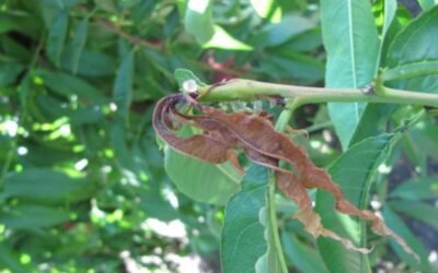 Resistencia a insecticidas en poblaciones de Grapholita molesta