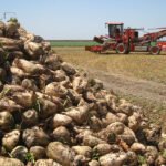 La AICA abre expediente a Azucarera tras una denuncia por «indicios razonables de incumplimiento» de la Ley de la cadena