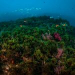 El Ifapa amplía la duración y el presupuesto de su proyecto para reutilizar una alga invasora como biomasa o biofertilizante