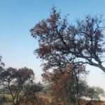 La Revolución Verde andaluza encalla sin paliativos: De los 14,5 millones prometidos para ayudas forestales contra incendios solo se han aprobado 120.000€