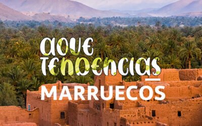 AOVETENDENCIAS Marruecos: el AOVE de calidad se impone en el mercado nacional