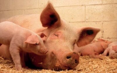 Efecto del plasma porcino atomizado en la alimentación de la cerda durante el periodo periparto