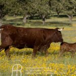 Reacciones al Plan España 2050: Denuncian la injustificada agresión del presidente Sánchez  a los ganaderos españoles