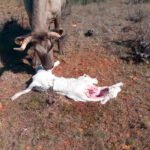 Denuncian un nuevo ataque de lobos con un ternero recién nacido muerto en una explotación ganadera en Zamora