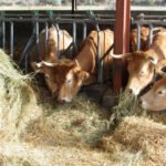 PAC 2020: Aprobadas las ayudas definitivas a las explotaciones de vacuno de cebo