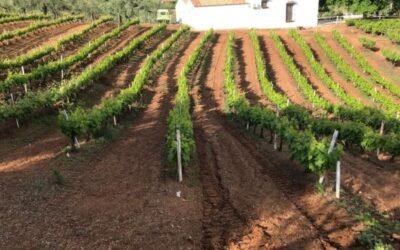 SerBiotec lanza una solución innovadora basada en microorganismos vivos para recuperar suelos