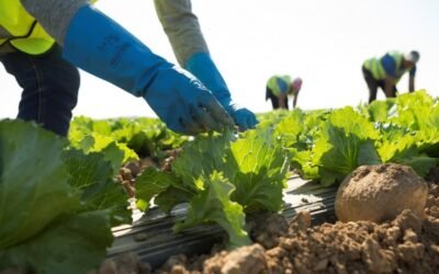 Ligera mejoría del empleo y de la afiliación a la Seguridad Social en el agro durante abril