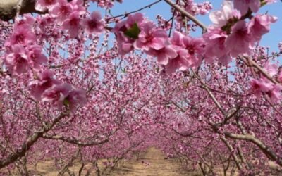 La producción asegurada de almendro crece un 278% en cinco años