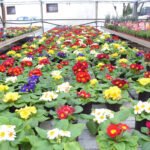 El boom de la jardinería en los hogares por la pandemia provoca pasar de destruir plantas a no dar abasto en los viveros