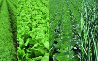 Corteva Agriscience y Bejo firman un acuerdo de investigación en edición genómica