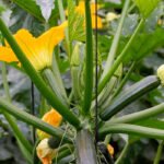 El calabacín llevá más de un mes a 11 céntimos el kilo y provoca el fin de campaña antes las pérdidas sufridas por los agricultores