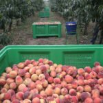 Las principales CCAA productoras de fruta promueven una asociación empresarial más fuerte