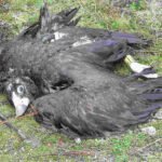 Diez meses de prisión y pago de 10.500€ por colocar cebos envenenados junto a un gallinero y provocar la muerte de 7 aves amenazadas