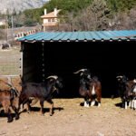 Los agricultores y ganaderos madrileños podrán realizar instalaciones en sus explotaciones sin calificación urbanística