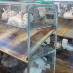 Alertan de que la UE prepara una brutal reconversión en bienestar animal, empujada por los animalistas, que pondrá el peligro al sector