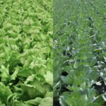 Corteva Agriscience y Bejo firman un acuerdo de investigación para la edición de genomas con fines agrícolas