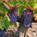 Cada vez más voces consideran la cosecha en verde como la medida más adecuada para abordar a corto plazo la crisis vitivinícola