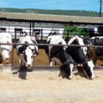 Exigen a la industria láctea que la subida de la leche compense el incremento real de los costes de alimentación del ganado