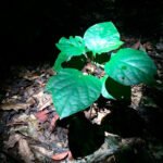 Las plantas de cultivo pueden adaptarse a crecer en condiciones de sombra lo que permitirá optimizar los invernaderos