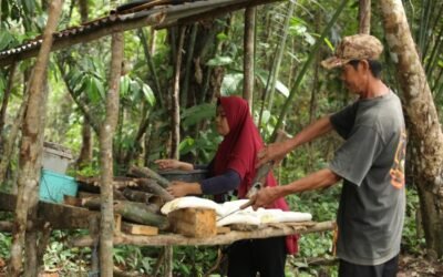 Continental amplía su compromiso con la sostenibilidad en su cadena de suministro de caucho natural