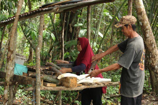 Continental amplía su compromiso con la sostenibilidad en su cadena de suministro de caucho natural