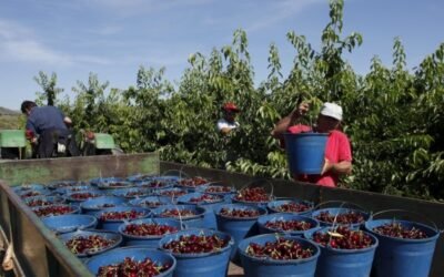 El sector de fruta de hueso adapta su potencial productivo a la demanda de los consumidores