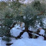 Preparan movilizaciones para el 19 de junio ante la inacción de la Junta de CLM por los daños de Filomena en el olivar