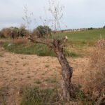 Exigen a las Administraciones que pongan en marcha medidas para paliar los efectos del temporal Filomena en el sector agrario