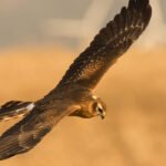 Dramático declive del aguilucho cenizo y las medidas para frenarlo: Ha perdido un 30 % de su población en Andalucía en 15 años