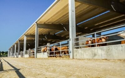 El FEGA fija los importes definitivos de ayuda asociada PAC a las explotaciones de vacuno de cebo de la campaña 2020