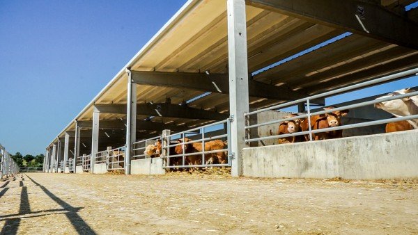 El FEGA fija los importes definitivos de ayuda asociada PAC a las explotaciones de vacuno de cebo de la campaña 2020