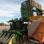 El pago específico al algodón se queda en 1.267,525€ por hectárea, por encima de las previsiones de enero