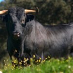 Las ayudas por el covid-19 para el toro bravo se están activando «de forma urgente y diligente»