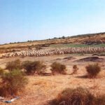 Denuncian el «engaño manifiesto» de Agroseguro en las valoraciones de la sequía en pasto