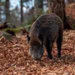 Proponen elaborar un plan de gestión de jabalíes para mejorar la prevención y vigilancia y prevenir la entrada de la peste porcina