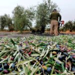 Los datos evidencian que «sobran especuladores» en el sector del aceite, al subir esta campaña los precios en origen y las ventas