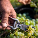 Nueva apuesta por la cosecha en verde como mejor medida contra el exceso de vino incluso con los fondos del PASVE