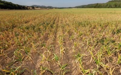 Comienza la campaña del ajo con un 7% más de superficie de cultivo y mayores existencias