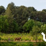 El colectivo Futuro Viñador organiza El Mosaico Mediterráneo en la bodega Raventós i Blanc para dar valor al territorio del Mare Nostrum