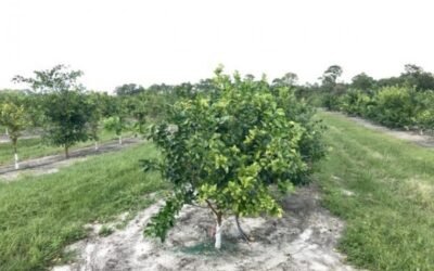 SAMP, un péptido antimicrobiano con potencial para prevenir y curar el Huanglongbing en cítricos