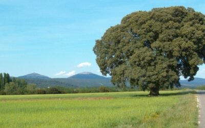 El FEGA publica en su web la información de los beneficiarios de las ayudas PAC del ejercicio financiero 2020