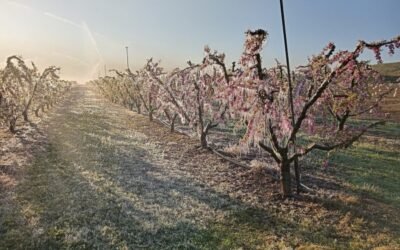 La cosecha europea de fruta de hueso en 2021/22 será la más baja de los últimos 30 años 