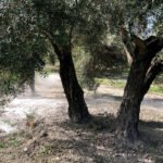 ICL pone en marcha dos proyectos en Baeza y Madrigalejos para evaluar los beneficios de Polysulphate en sistemas de olivo convencional y ecológico a largo plazo